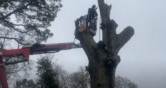Enhancing Your Commercial Property with Phillips Tree Services, Inc.