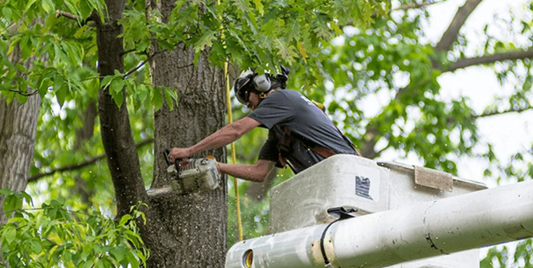 Storm Damage Tree Services in Mississippi, Alabama, and Louisiana
