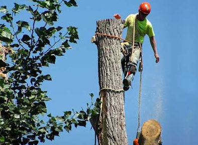 Protecting Your Trees and Property with Professional Care