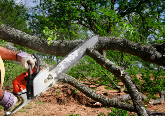 Why Residential Tree Service Matters for Your Home and Property