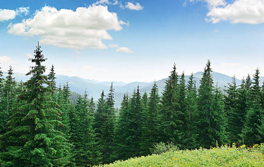 The Vitality of Pine Forests in Mississippi