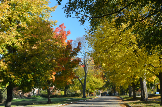 Phillips Tree Services in Michigan – Storm Damage Removal - Expert Tree Pruning