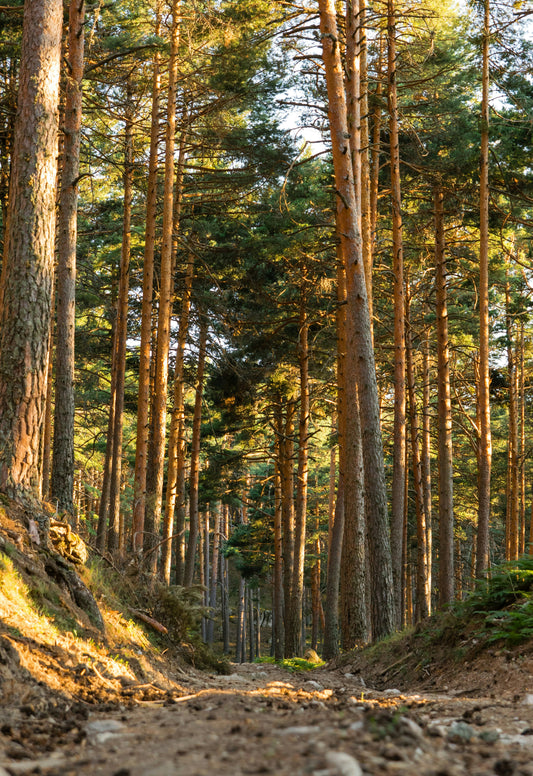 Keep Your Trees Thriving with Phillips Tree Service in Vancleave, MS