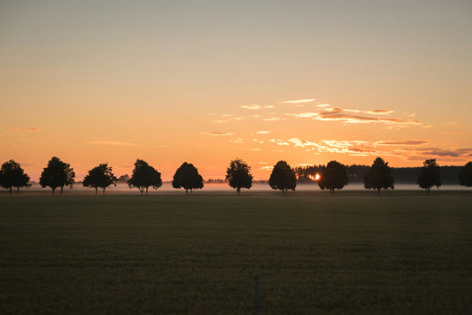 Residential Tree Services for Homes in South Mississippi
