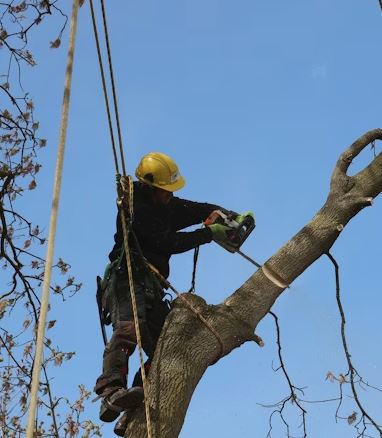 Storm & Tornado Damage Cleanup in Columbia, MS | Phillips Tree Services, Inc.