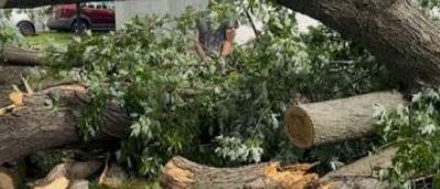 Storm Damage Tree Removal in Mississippi: The Mississippi Gulf Coast