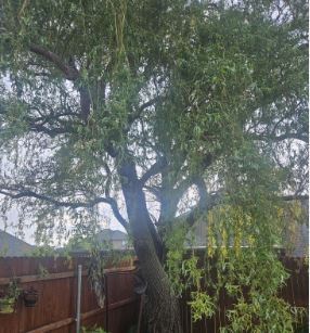 Tree Trimming in Meridian, MS: Protect Your Property and Keep Your Trees Healthy