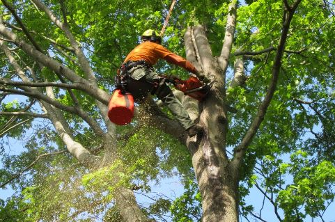 Tree Trimming and Pruning: Keep Your Trees Healthy, Safe, and Beautiful