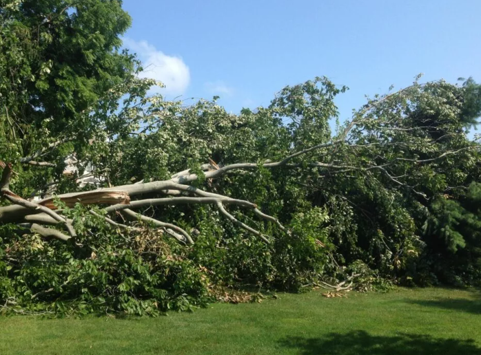 Storm Damage Tree Removal Services from Phillips Tree Services, Inc.