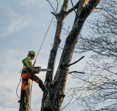 Comprehensive Tree Care Services in Vancleave, MS