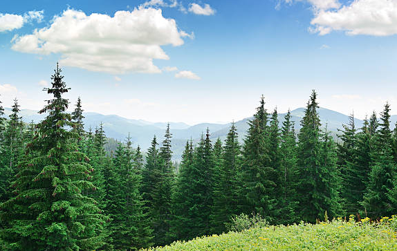 The Vitality of Pine Forests in Mississippi
