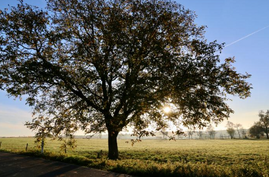 The Trees of Alabama: A Living Tapestry of the South