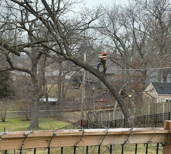 Discover Expert Tree Care with Phillips Tree Services, Inc. in Vancleave, MS