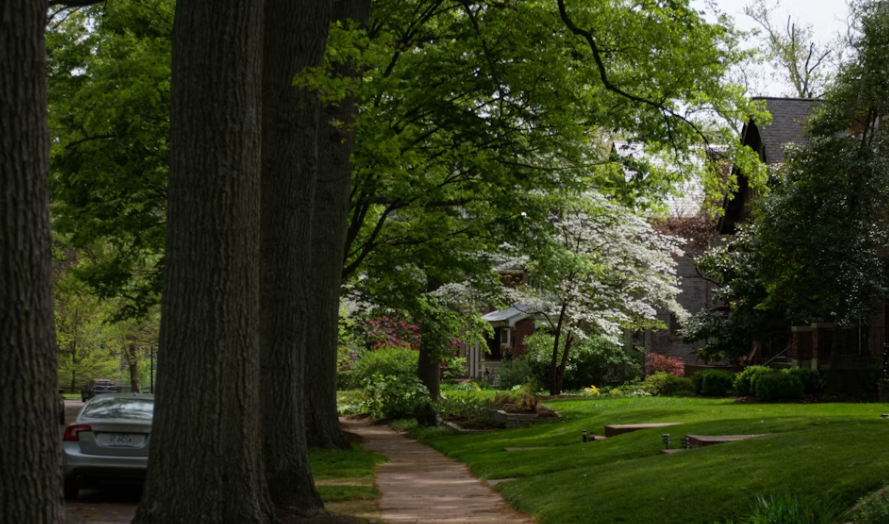 Professional Tree Trimming and Pruning Services