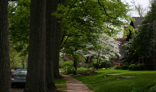 Professional Tree Trimming and Pruning Services