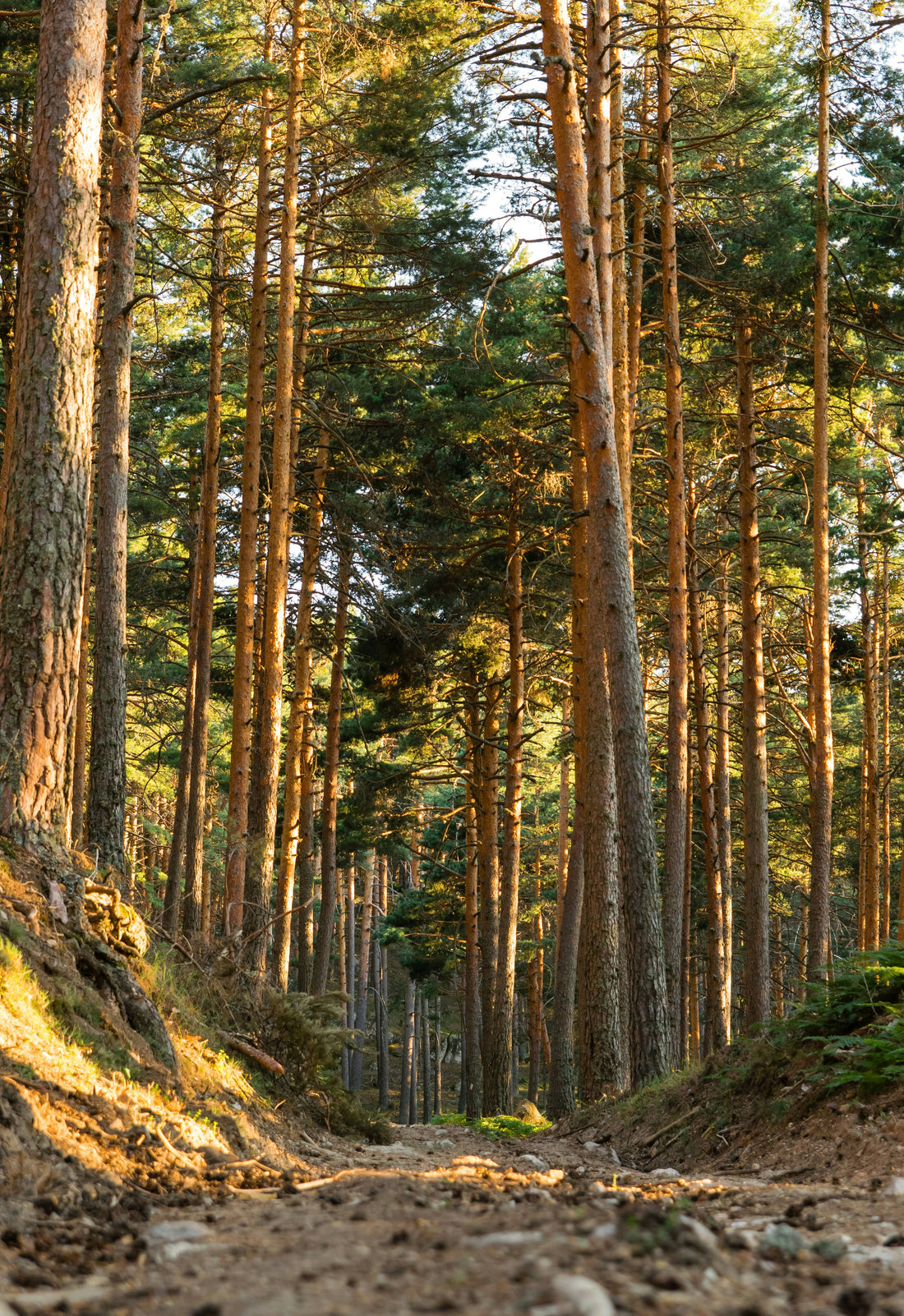 Keep Your Trees Thriving with Phillips Tree Service in Vancleave, MS