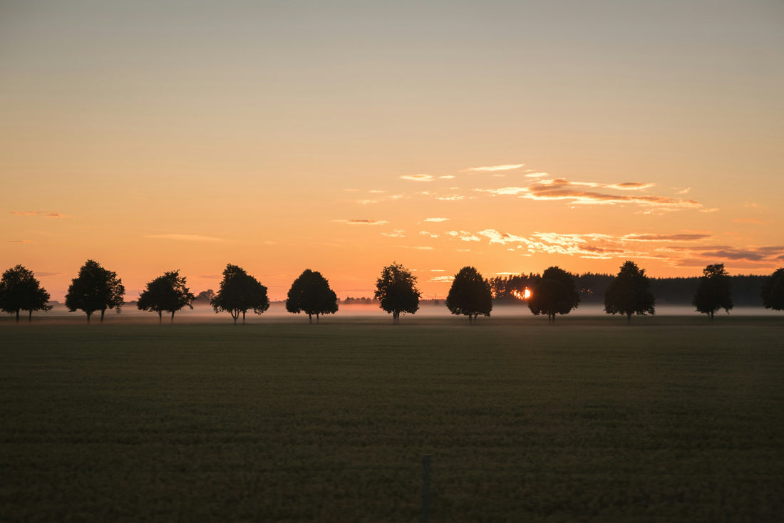 Residential Tree Services for Homes in South Mississippi