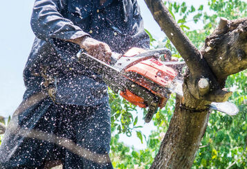 Expert Tree Care with Phillips Tree Services, Inc. in Vancleave, MS